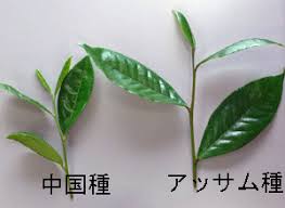 紅茶の品種 中国種 アッサム種 紅茶 All About