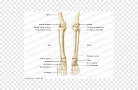 Anchor chart diagram leg human knee skeleton health bone science human body. Bone Human Anatomy Knee Human Leg Crus Chinese Bones Angle Hand Foot Png Pngwing