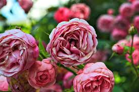 We did not find results for: 10 Best Funeral Poems For Mum