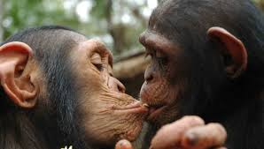 Chimps Not Human But Are They People Ausgestopftes Tier Susseste Haustiere Tiere