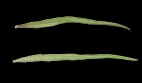 Image result for Cycnium recurvum