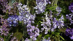 Image result for Vanda coerulea