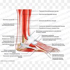 Its homolog in the arm is the abductor digiti minimi muscle in the hand. Extensor Digitorum Muscle Png Images Pngwing