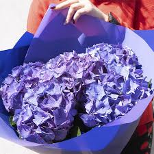 We did not find results for: Classy Hydrangea Bouquet Hand Bouquets Online Delivery Same Day Flower Delivery In Muscat And Oman Wide