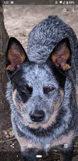 Black And White Blue Heeler Dogs Pin By Lisa Rogers On Pup Blue Heeler Dogs Heeler Puppies Australian Cattle Dog Blue Heeler
