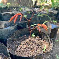 Image result for Ficus ottoniifolia