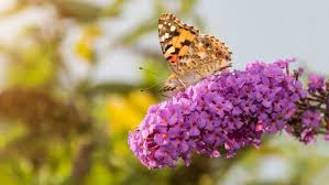 Maybe you would like to learn more about one of these? Attract Butterflies With These Trees Arbor Day Blog