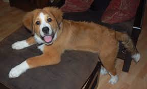 Hello and welcome to puppies online! Gordi Bernese Mountain Dog Great Pyrenees Thriftyfun