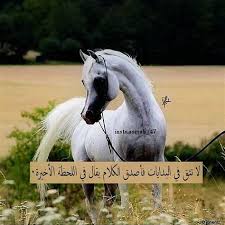 شعر عن المهرة الأصيلة شعر عن المهره الاصيله