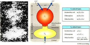 Electron micrographs of mitochondria show globular structures protruding from the matrix side of the inner mitochondrial membrane. Atp Synthase The Machine That Makes Atp Current Biology