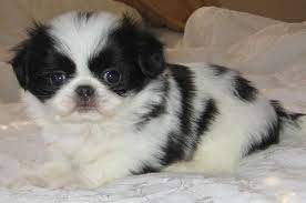 Cute Shih Tzu Japanese Chin Mix Jatzu Japanese Chin Puppies Puppies Japanese Chin Dog