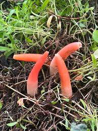 Image result for Stenostelma corniculatum