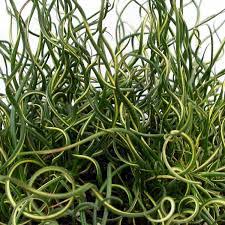 Image result for Cyperus spiralis