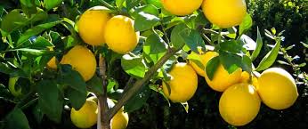 When your landscape gives you lemons, you'll be able to make lemonade! Under The Lemon Tree Nature Poems