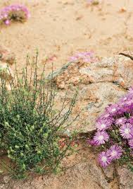 Image result for Prismatocarpus cordifolius