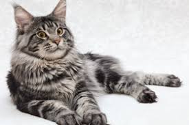 Ovviamente la pelliccia è bene venga spazzolata ogni giorno. Quali Sono Le Migliori Razze Di Gatti Da Appartamento Guida Alla Scelta