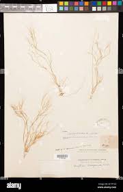 Image result for Aristida scabrivalvis