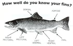 fish identification guide