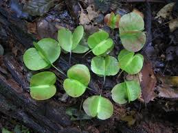 Image result for Petersianthus macrocarpus