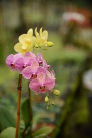 I will help you tackle the complexities of orchid hydration even when you need to travel for vacation or work. Growing Orchids In Water Garden Greenhouse