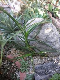 Image result for Aloe inyangensis