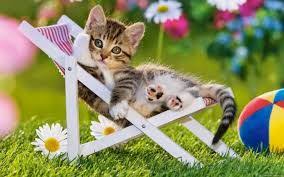Fonds D Cran Chat Tous Les Wallpapers Chat Kittens Cutest Cute Cats Cute Animals