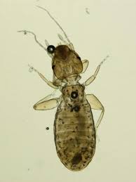 Liposcelis Sp Www Galerie Insecte Org