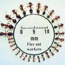 fire ant control methods in arkansas research based