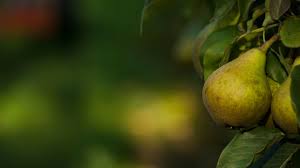 the best low maintenance fruit trees arbor day blog