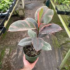 Image result for Ficus elastica