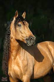 Name top buckskin andalusian horse with 174cm. At Stud Rare Red Buckskin Pre Ancce Revised Imported Spanish Stallion Beautiful Horses Horses Stallion