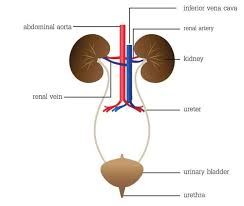 Passing Kidney Stones Naturally Urinary Tract Urinary Tract Infection Natural Remedies For Cystitis Urinary Tract