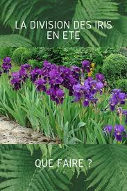 Comment Et Quand Diviser Les Iris Joli Jardin Jardin Potager Jardins