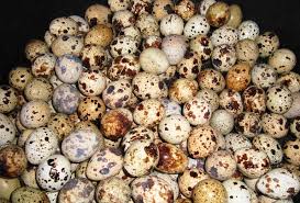 Sangat berminat tapi saya tidak memiliki keterampilan untuk budidaya burung puyuh. Cara Ternak Burung Puyuh Panduan Dasar Pemula