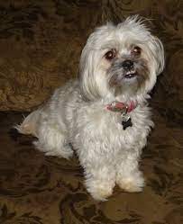 The shih tzu experienced another setback due to world war ii, but breeding picked up again during the 1950s and 60s. Shih Poo Dog Breed Information And Pictures