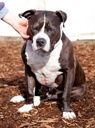 Tips For Pit Bull Owners Lane County