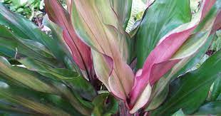 Cordyline Terminalis Leisha Vintage Green Farms With Tom Piergrossi Plants Ti Plant Green Farm