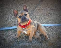 Check spelling or type a new query. What Colors And Color Patterns Do Frenchies Come In Bluehaven French Bulldogsbluehaven French Bulldogs