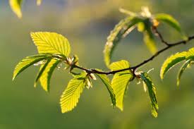 Image result for Grewia avellana