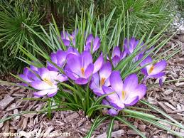 Spring Flowers Close Up Purple Crocuses Narcissus And Star Magnolia Flower Close Up Spring Flowers Spring Blooms