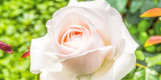 Collection by lola helms may • last updated 3 weeks ago. How To Grow Roses Growing Roses