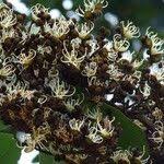 Image result for Julbernardia paniculata