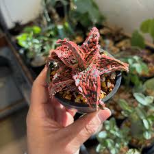 Image result for Adenia stenodactyla