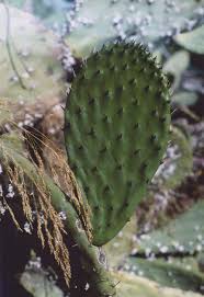 In mexico, there are many ways of cooking cactus, including steam, stir fry, marinate, serve as salad and many others. Using And Eating Prickly Pear Natural Health Mother Earth News