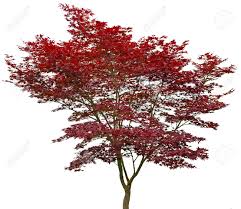 A small, deciduous tree with delicate, upright branches, 'atropurpureum' japanese maple reaches a height and spread of about 20 feet, forming a vase shaped specimen tree. Red Japanese Maple 20 Years Old Acer Palmatum Atropurpureum Stock Photo Picture And Royalty Free Image Image 71330737