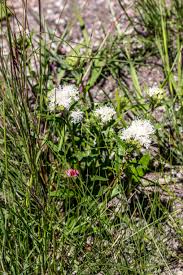 Image result for Clutia hirsuta