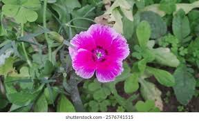Image result for Caryophyllaceae