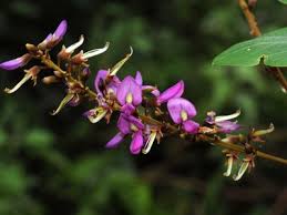 Image result for Ptycholobium plicatum