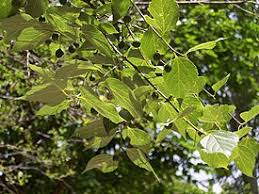 Image result for Celtis mildbraedii