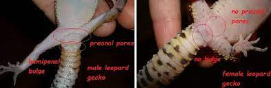 Genjer biasa dibuat menjadi tumisan. Choosing And Buying A Leopard Gecko Care Guides For Pet Lizards